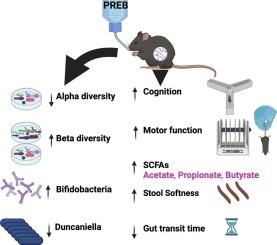 Prebiotics improve motor function, cognition and gut health in a preclinical model of Huntington’s disease