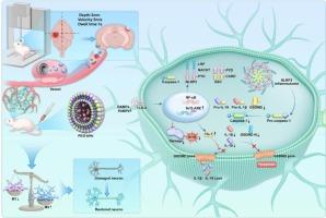 By inhibiting pyroptosis to reduce neuroinflammation, PEG-bHb may prevent the development of secondary injury after traumatic brain injury