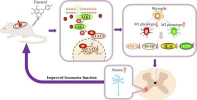Farrerol confers neuroprotection in spinal cord injury by regulating macrophages/microglia polarization through the JAK2/STAT3 pathway