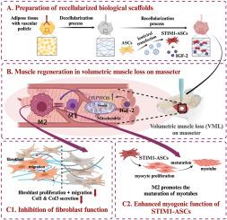 Bifunctional adECM bioscaffold with STIM1-ASCs and IGF-2 promotes functional masseter VML repair via myogenesis and fibrosis suppression