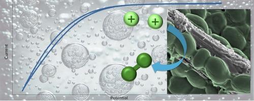 Aerobic mild bioelectrocatalysis: Disentangling dual redox pathways for H2 evolution amidst competing oxygen reduction in S. cerevisiae biofilm