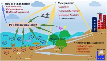 Bioindicators of potentially toxic elements in Mangrove ecosystems