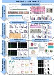Tripterygium glycoside tablet induces male reproductive toxicity in CIA rats by inhibiting the NELL2-Lumicrine system