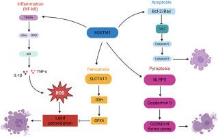 The multifaceted role of SQSTM1/p62 in disc degeneration: A master regulator of cellular stress responses