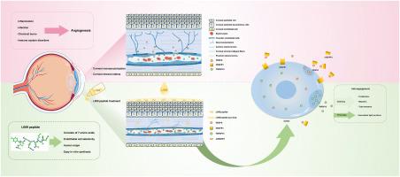 L009 peptide as a novel antiangiogenic agent for corneal neovascularization via regulation of the TNFSF15-VEGF axis