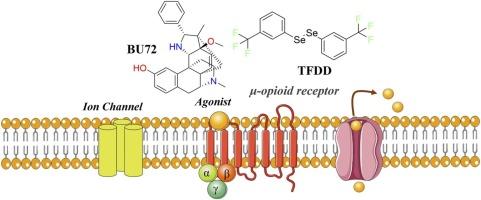 Molecular dynamics study of M-Trifluoromethyl diphenyl diselenide binding to the μ-opioid receptor: A computational perspective on morphine-induced tolerance
