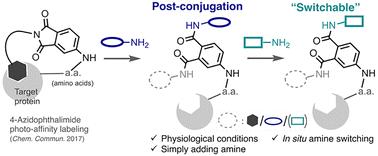 Phthalimide: a potential warhead for switchable and bioorthogonal conjugation