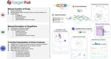 TargetPair: A Single Cell-omics Resource of Clinical Trials-derived Therapeutical Target Combinations for Cancer Therapy
