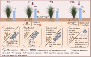 Soil hydrolases and microbial biomass regulate wetland CO2 emissions under warming and water level reduction