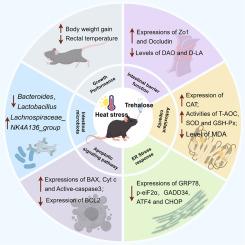 Trehalose supplementation ameliorates heat stress-induced intestinal barrier dysfunction by suppressing endoplasmic reticulum stress and modulating gut microbiota in mice