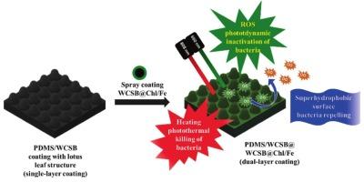 Dual-layer coatings combining biomimetic surface with chlorophyll/Fe modified water chestnut-shell biochar for antibacterial and protective applications