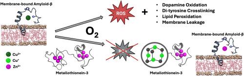 Redox reactivities of membrane-bound amyloid-β-Cu complexes and their targeting by metallothionein-3