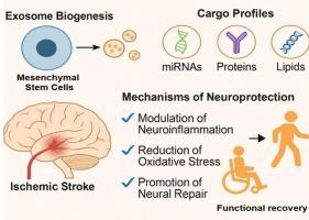 A narrative review on exosomes therapeutics in stroke: advancing neuroprotection and regeneration