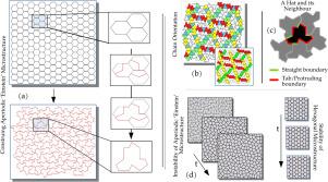 Evolving Einstein: The instability of aperiodic monotile as a polycrystalline microstructure
