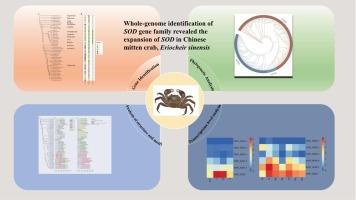 Whole-genome identification of SOD gene family revealed the expansion of SOD in Chinese mitten crab, Eriocheir sinensis