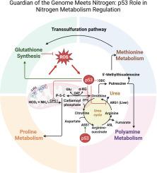 The impact of p53 on the urea cycle and nitrogen metabolism enzymes: Mechanisms and implications for cancer development