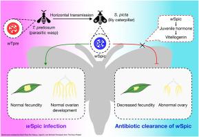 Characterizing the symbiotic relationship between Wolbachia (wSpic) and Spodoptera picta (Lepidoptera: Noctuidae): From genome to phenotype