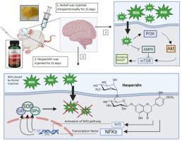 Role of hesperidin in modulating antioxidant enzymes in the brain of rats exposed to Nickel Chloride