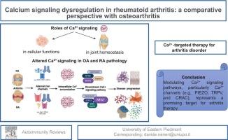 Calcium signaling dysregulation in rheumatoid arthritis: a comparative perspective with osteoarthritis