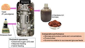 Fed-batch strategies for growing β-carotene enriched yeast Rhodotorula paludigena using untreated molasses