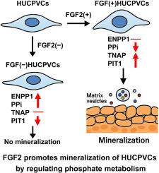 Fibroblast growth factor 2 promotes matrix vesicle-mediated mineralization of human umbilical cord perivascular cells by regulating phosphate metabolism