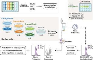 Heart saver: Comprehensive investigation of (redox-) proteomic and thiol metabolite changes induced by Cana-, Dapa-, Empagliflozin treatment in 2D and 3D heart cell models reveals increased mitochondrial activity and glutathione redox defense and involvement of redox signaling