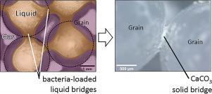 Foam-based microbially-induced calcite precipitation