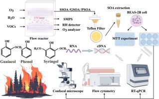 Secondary organic aerosol from biomass burning intermediates induced significant oxidative stress in human lung epithelial cells