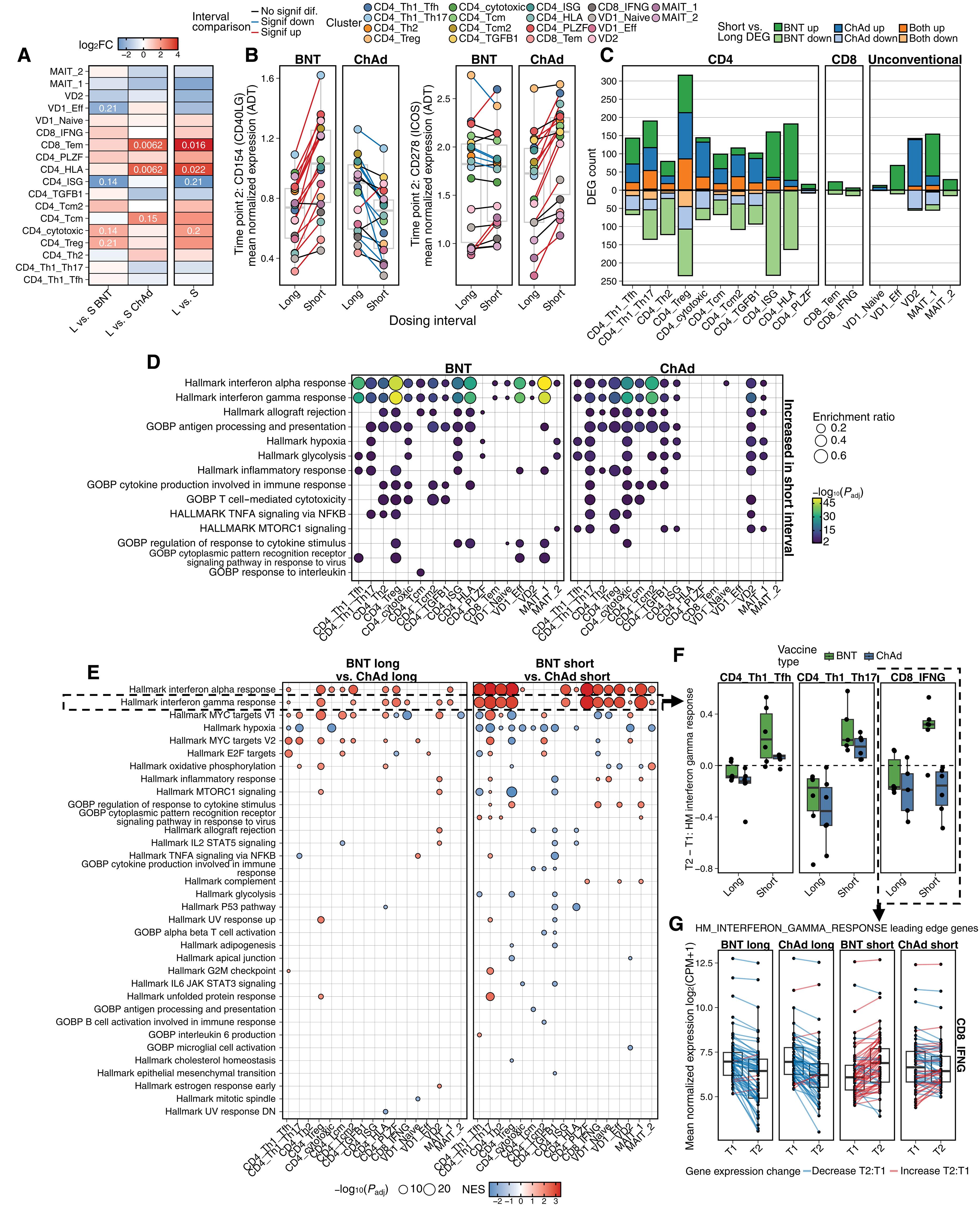 Dosing interval is a major factor determining the quality of T cells induced by SARS-CoV-2 mRNA and adenoviral vector vaccines