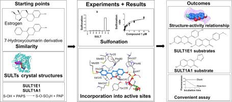 Designing fluorescent estrogen mimetic 7-hydroxycoumarin probe substrates for human sulfotransferase enzymes