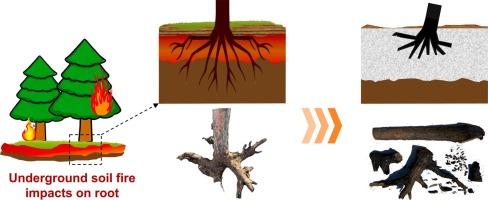 Impact of underground wildfire on plant roots in peat soil