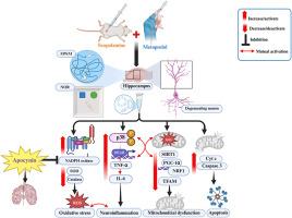 Metoprolol exacerbates dementia in scopolamine-induced cognitive impairment in rats: A potential role of NADPH oxidase