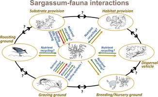 Faunal associations of holopelagic Sargassum spp. in the subtropical and tropical northern Atlantic: A review