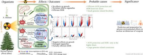 High radiosensitivity in the conifer Norway spruce (Picea abies) due to less comprehensive mobilisation of protection and repair responses compared to the radiotolerant Arabidopsis thaliana