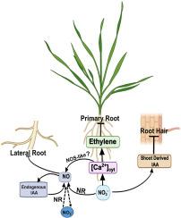 Nitrate-dependent changes in the primary and lateral root growth in wheat seedlings require the coordinated action of auxin, calcium and nitric oxide