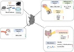 Attenuating effect of Lacticaseibacillus rhamnosus SDSP202406 on antibiotic-induced neurotransmitter imbalance in mice