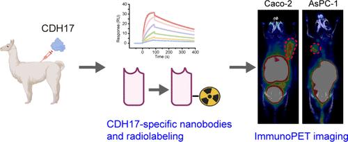 Development and Preclinical Evaluation of CDH17-Specific ImmunoPET Imaging in Colorectal Cancers
