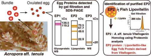 Characterization and purification of lipovitellin-like egg yolk protein in a stony coral, Acropora aff. tenuis