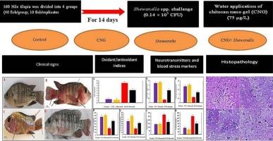 Chitosan nanogel mitigates Shewanella-induced oxidative stress, brain neurotransmitter imbalance, biochemical, hepatic, and renal dysfunction, and histopathological changes in Nile tilapia