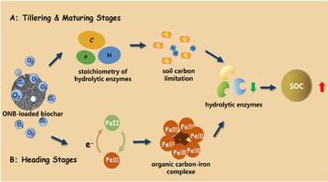 Oxygen-nanobubble-loaded biochar increases soil carbon sequestration in rice paddies