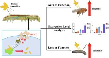 Unveiling the functional contribution of Malpighian tubule specific glucose transporters to xenobiotics tolerance in Spodoptera litura