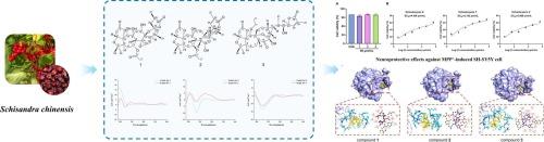 Three undescribed Schinortriterpenoids from Schisandra chinensis and their neuroprotective effects