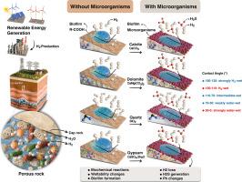 The Microbial Factor in Subsurface Hydrogen behavior: Implications for Wettability and Interfacial Dynamics