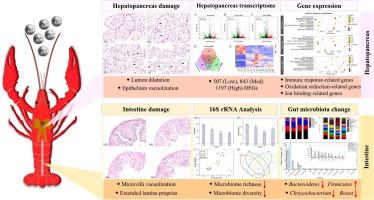 Multi-system toxicity of lead (Pb) in Procambarus clarkii: Integrated analysis of tissue damage, immune dysfunction, oxidative stress, and microbial dysbiosis via multi-omics approaches
