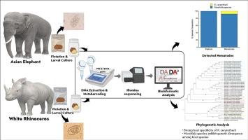 Metabarcoding characterization of gastrointestinal strongyle nematodes in captive Asian elephants (Elephas maximus) and white rhinoceroses (Ceratotherium simum) in a private zoo, Thailand