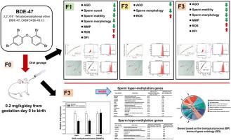 Epigenetic transgenerational effects of prenatal exposure to 2,2′,4,4′-tetrabromodiphenyl ether on sperm function and DNA methylation in rat offspring