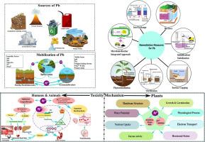 Global lead contamination in soils, sediments, and aqueous environments: Exposure, toxicity, and remediation