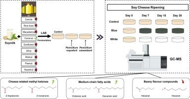 Enhancing dairy-like aromas and reducing beany flavours in mould-ripened soy cheeses