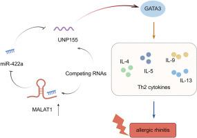 MALAT1 elevates the secretion of Th2 cytokines via miR-422a/NUP155 axis in allergic rhinitis mice
