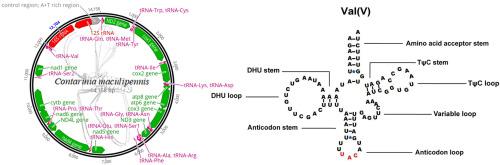 Contarinia maculipennis, a worldwide invasive flower and vegetable pest possessing the particularities of rearrangement and tRNA secondary structures of mitogenome: A potential key to revealing its extensive host radiation